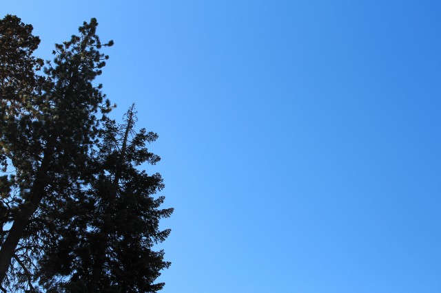 Trees blue sky 640x426
