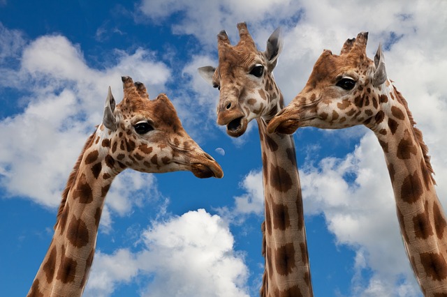 Giraffes 627031 640