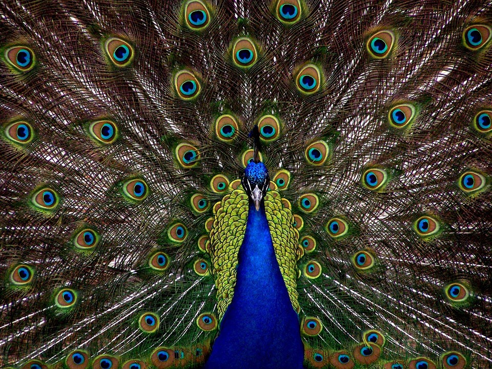Peacock 1868 960 720 (1)