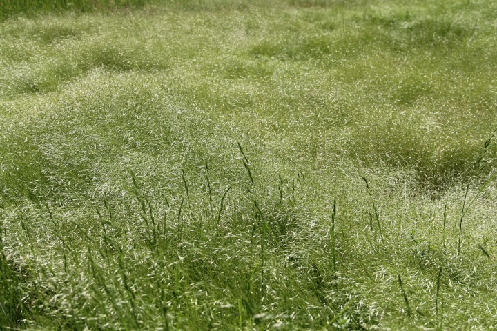 Field green grass 720x480