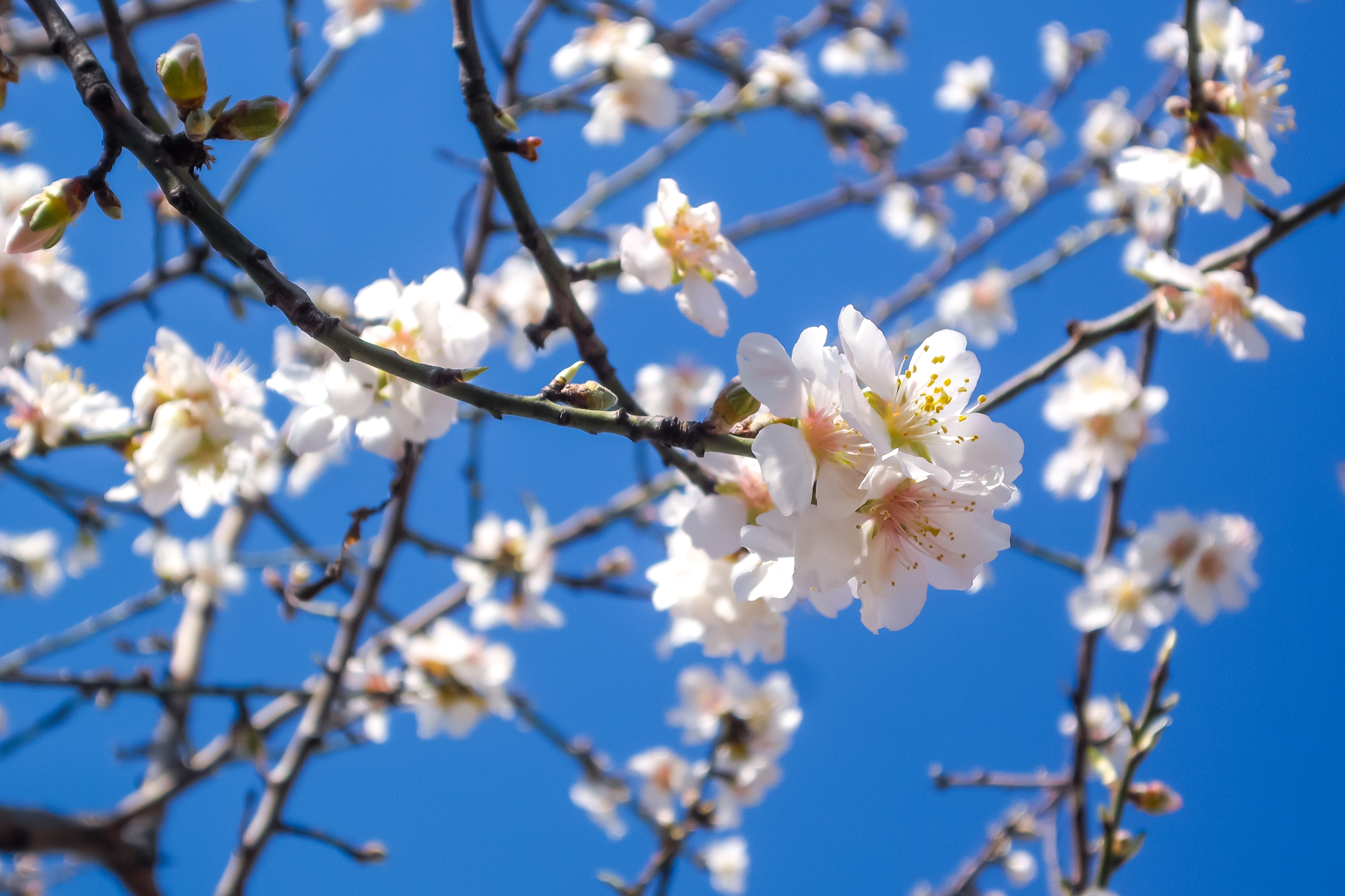 2015 03 life of pix free stock photos flowers three almond blossom ivan ivankovic