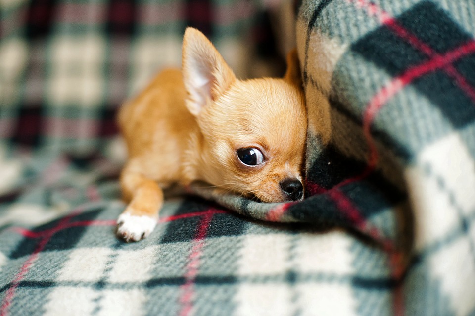 Chihuahua puppy 958203 960 720