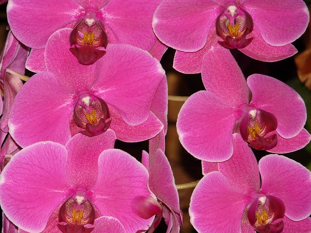 Pink phalaenopsis 53057 640